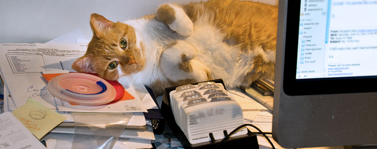 coworking-work-life-balance-cat